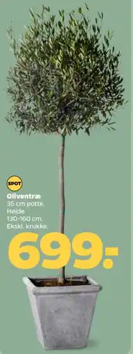 Netto SPOT Oliventræ tilbud