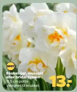 Netto Spot påskeliljer, muscari eller bridal crown tilbud