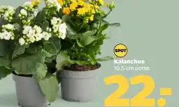 Netto Kalanchoe potte. tilbud