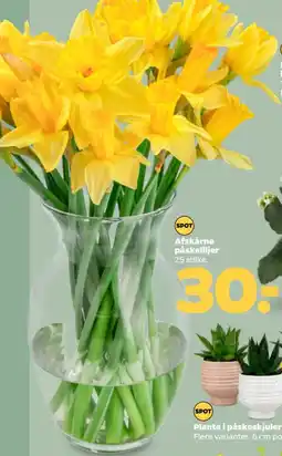Netto Afskårne påskeliljer 25 stilke. tilbud