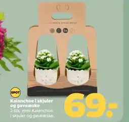 Netto Kalanchoe i skjuler og gaveæske tilbud