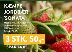 Plantorama KÆMPE JORDBÆR 'SONATA' tilbud