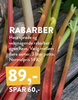 Plantorama Rabarber tilbud