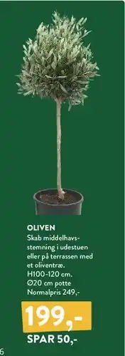 Plantorama OLIVEN tilbud