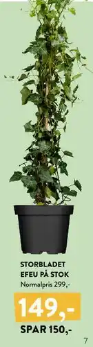 Plantorama Storbladet efeu på stok tilbud