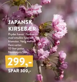 Plantorama JAPANSK KIRSEBÆR tilbud
