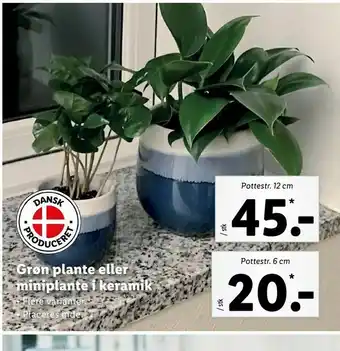 Let-Køb Grøn plante eller miniplante i keramik tilbud