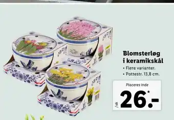Blomsterløg i keramikskål