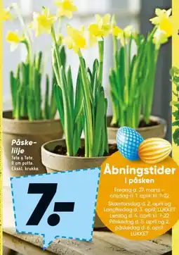 Bilka Påske- lilje tilbud