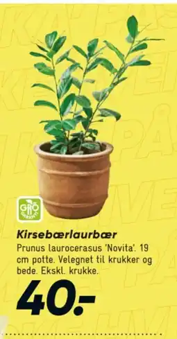 Bilka Kirsebærlaurbær tilbud