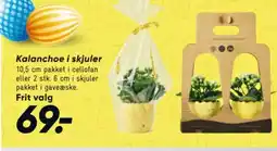 Bilka Kalanchoe i skjuler tilbud