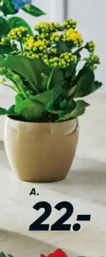 Bilka Kalanchoe tilbud