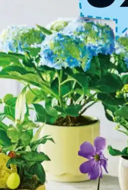 Bilka Hortensia tilbud