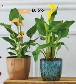 Bilka Anthurium 12 cm eller Calla 13 cm potte tilbud