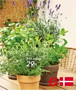 Bilka Økologiske krydderurter. tilbud