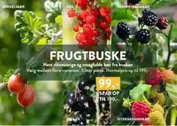 Plantorama FRUGTBUSKE tilbud