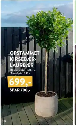 Plantorama OPSTAMMET KIRSEBÆRLAURBÆR tilbud