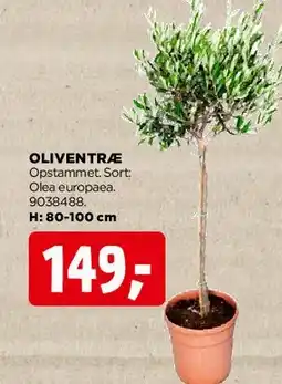 jem & fix Oliventræ tilbud