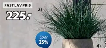 JYSK HAVELLE kunstig plante tilbud