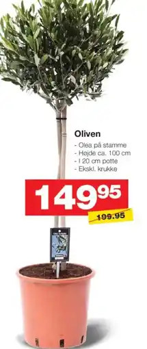 Bauhaus Oliven tilbud