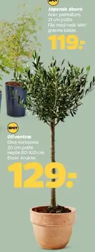 Netto Oliventræ (Olea europaea) tilbud