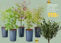 Netto Japansk ahorn (Acer palmatum) tilbud