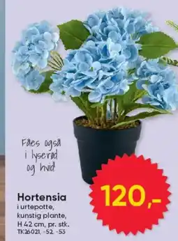 BigDollar Hortensia tilbud