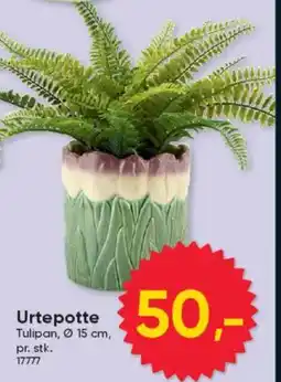 BigDollar Urtepotte Tulipan tilbud