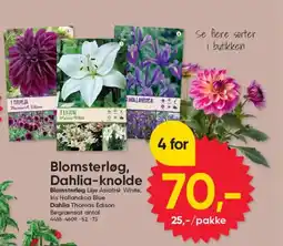 BigDollar Blomsterløg, Dahlia-knolde tilbud