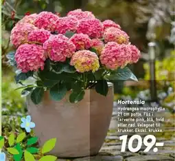 Bilka Hortensia tilbud