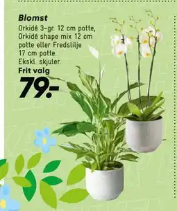Bilka Blomst tilbud