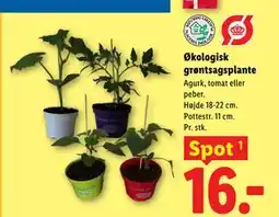Lidl Økologisk grøntsagsplante tilbud
