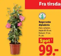 Lidl Bægerranke dipladenia tilbud