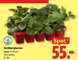 Lidl Jordbærplanter tilbud