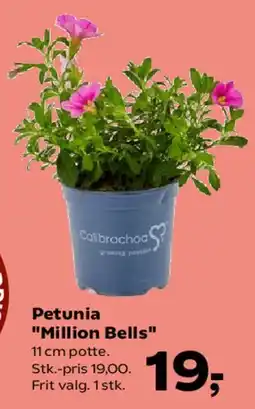 SuperBrugsen Petunia Million Bells tilbud