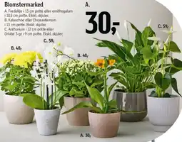 Føtex Blomstermarked (potted planter og arrangements) tilbud
