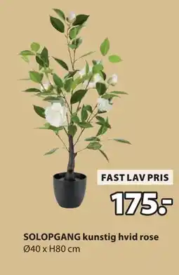 JYSK SOLOPGANG kunstig hvid rose tilbud