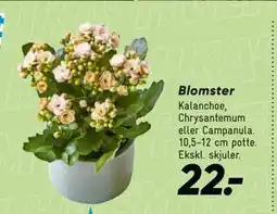 Bilka Blomster tilbud