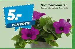 Bilka Sommerblomster tilbud