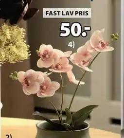 JYSK GUDJON kunstig orkidé tilbud