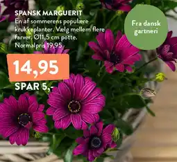Plantorama Spansk marguerit tilbud