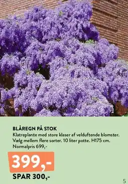 Plantorama Blåregn på stok tilbud