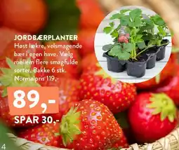 Plantorama JORDBÆRPLANTER tilbud