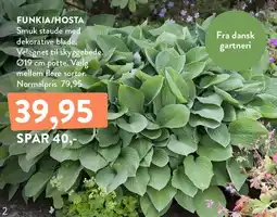 Plantorama FUNKIA / HOSTA tilbud