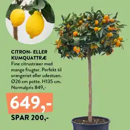 Plantorama CITRON- ELLER KUMQUATTRÆ tilbud