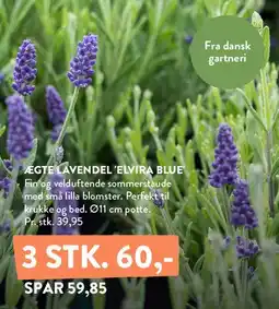 Plantorama Ægte lavendel 'Elvira Blue' tilbud