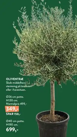 Plantorama Oliventræ tilbud