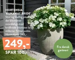 Plantorama Hortensia 'Runaway Bride' tilbud
