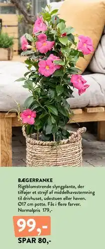 Plantorama BÆGERRANKE tilbud
