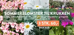 Plantorama SOMMERBLOMSTER TIL KRUKKEN tilbud